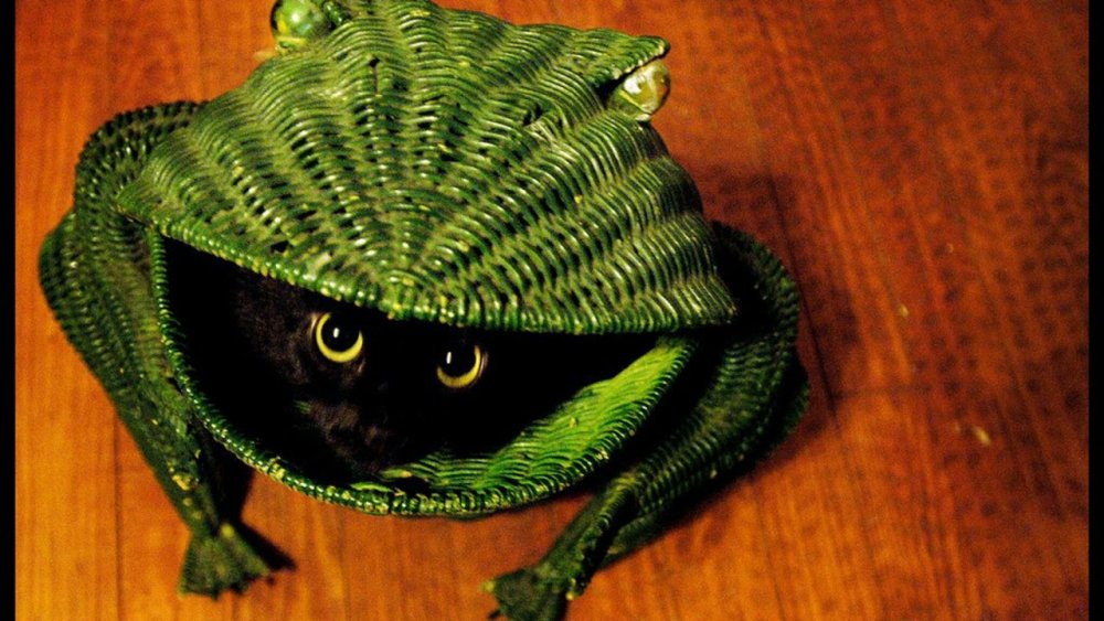 Котик в шапочке лягушки