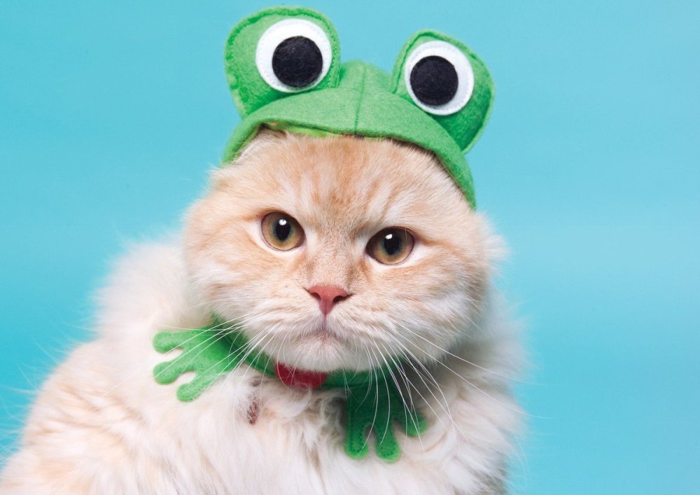 Котик в лягушачьей шапке арт