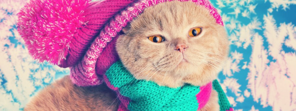 Кот в шапке