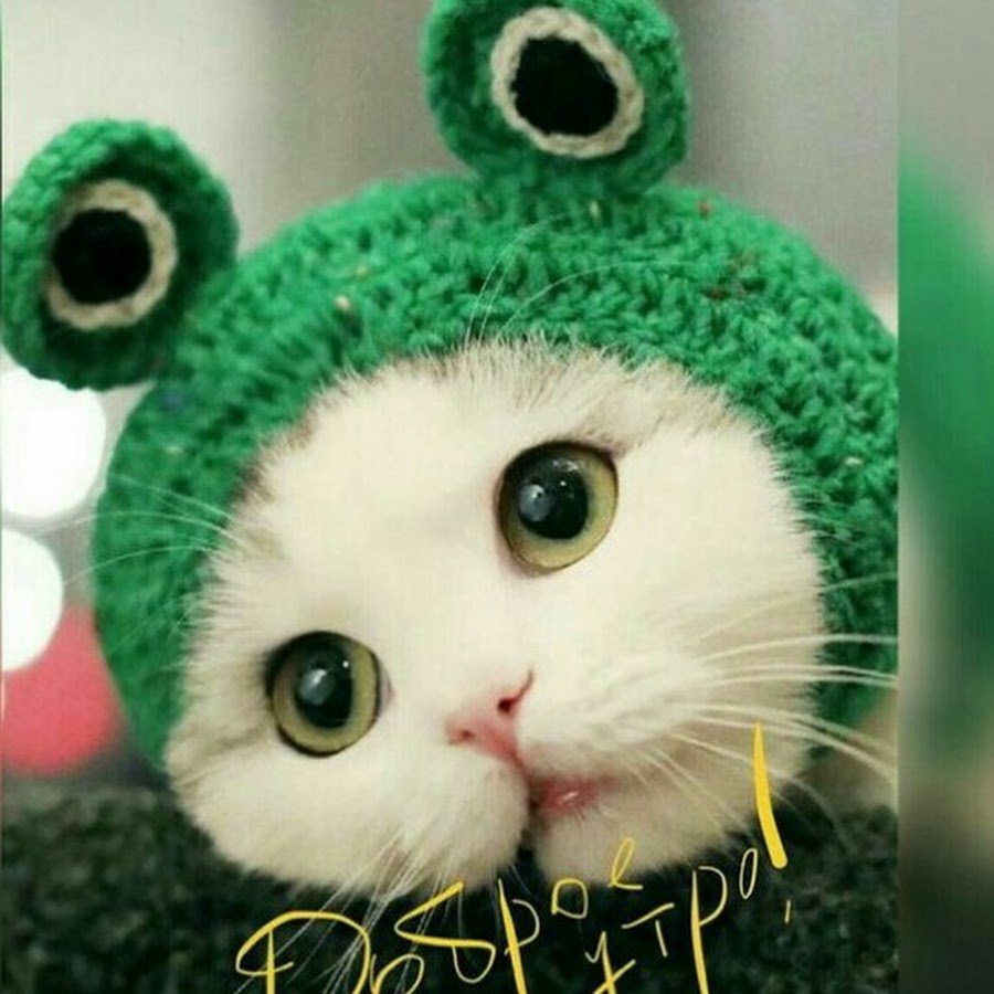 Милые рисуночки лягушек