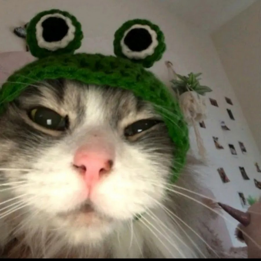 Милый котик в шапочке