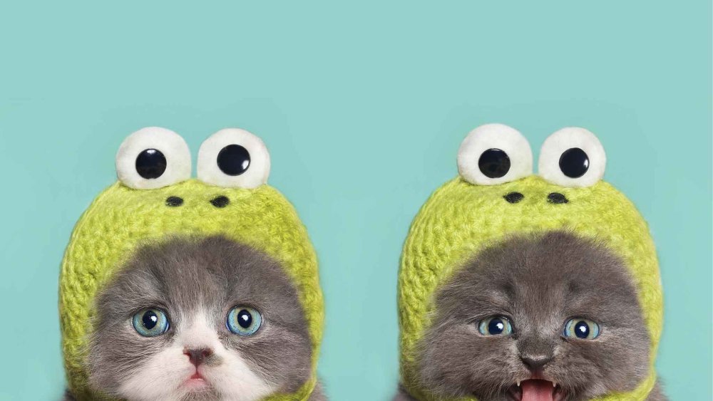 Котенок в костюме лягушки