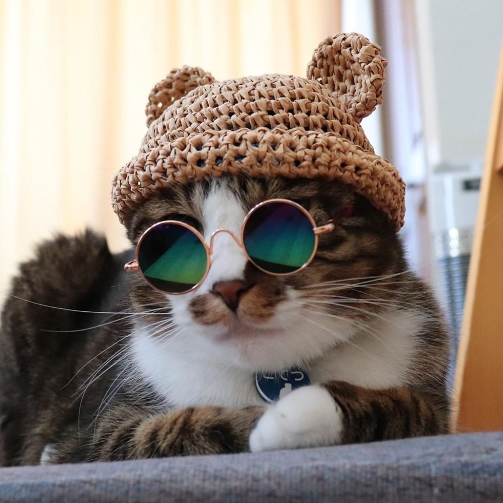 Кот в очках и шапке
