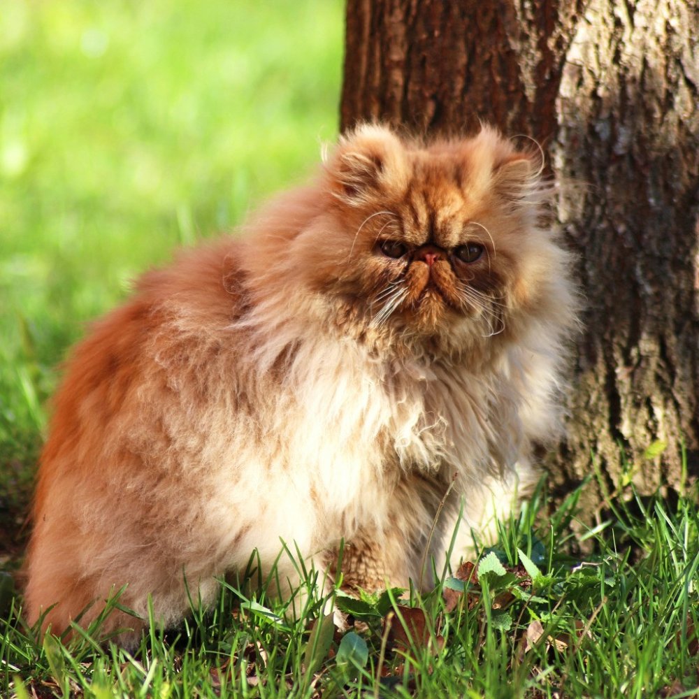Рыжий персидский кот