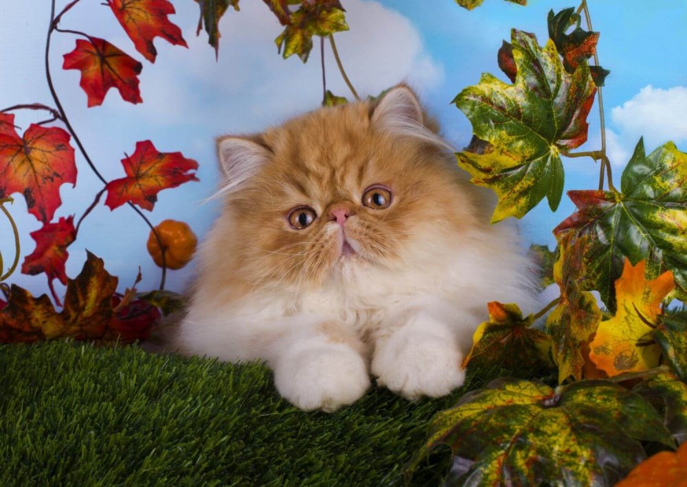 Экзот кошка