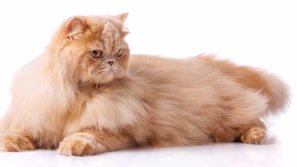 Кошка Персидская длинношерстная Песочная