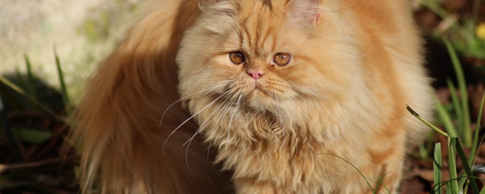 Персидско Сибирский рыжий кот