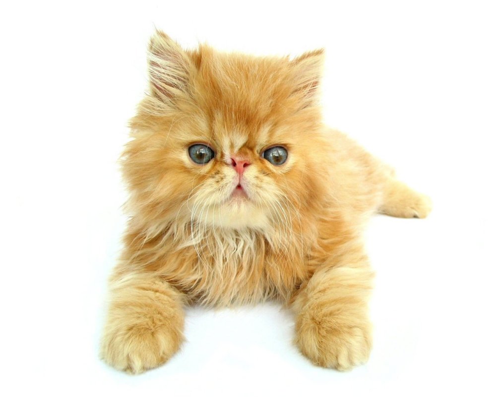 Персидский кот на белом фоне