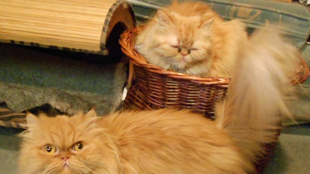 Персидская шиншилла рыжая