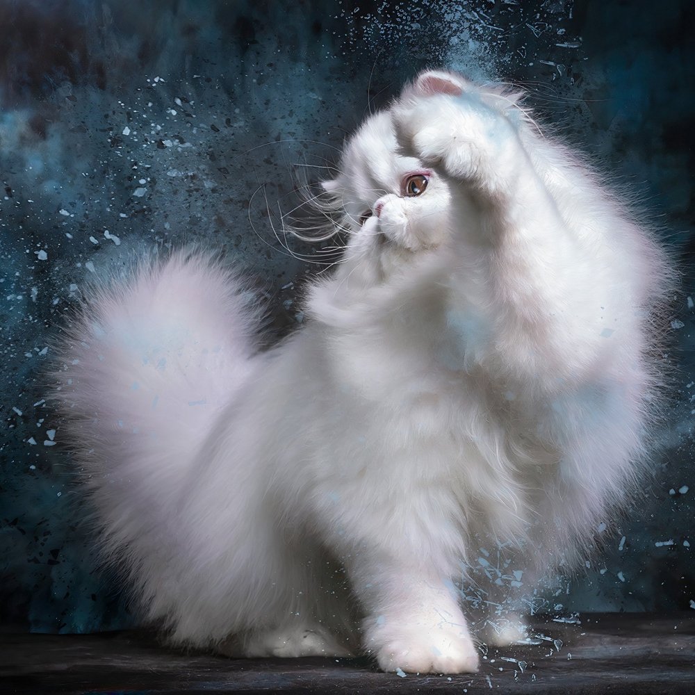 Персидские котята