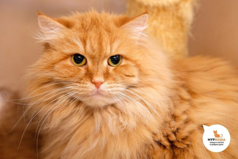 Рыжий перс кошка