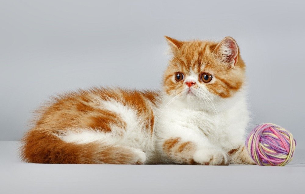 Красный табби Ван экзот