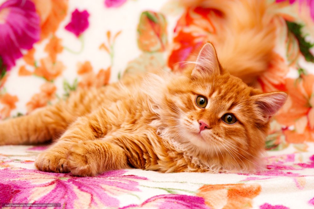 Рыжий котёнок