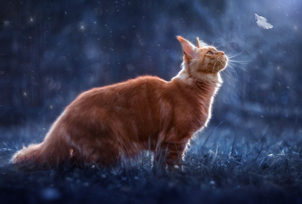 Коты Воители Мейн кун кошка