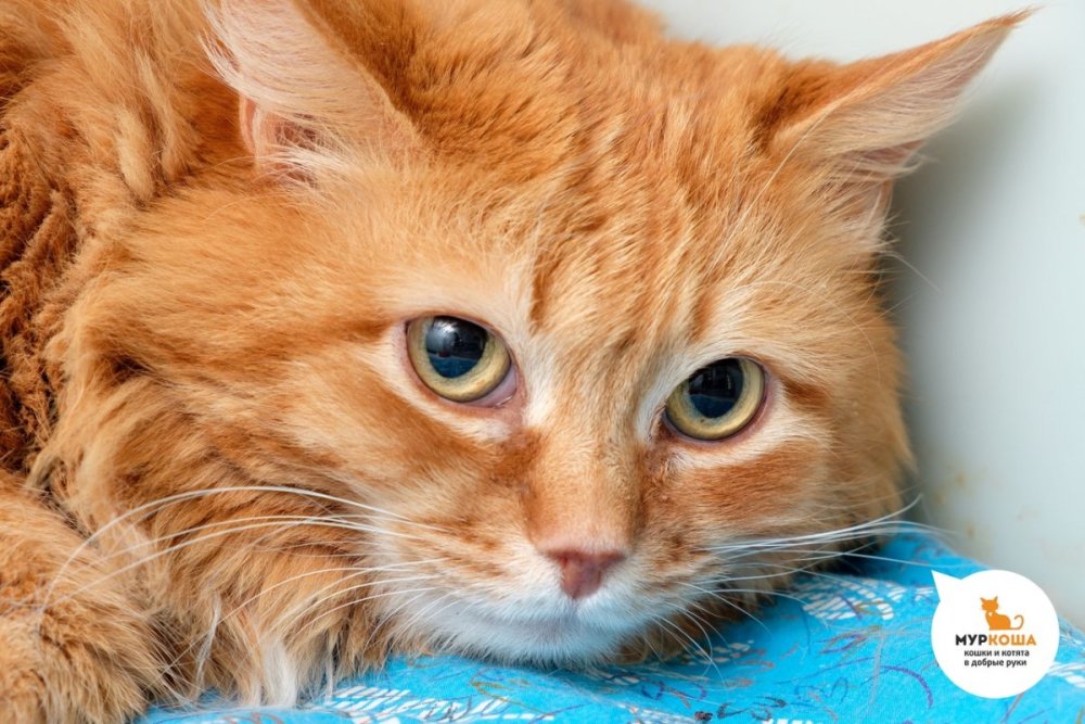 Кот пушистый рыжий