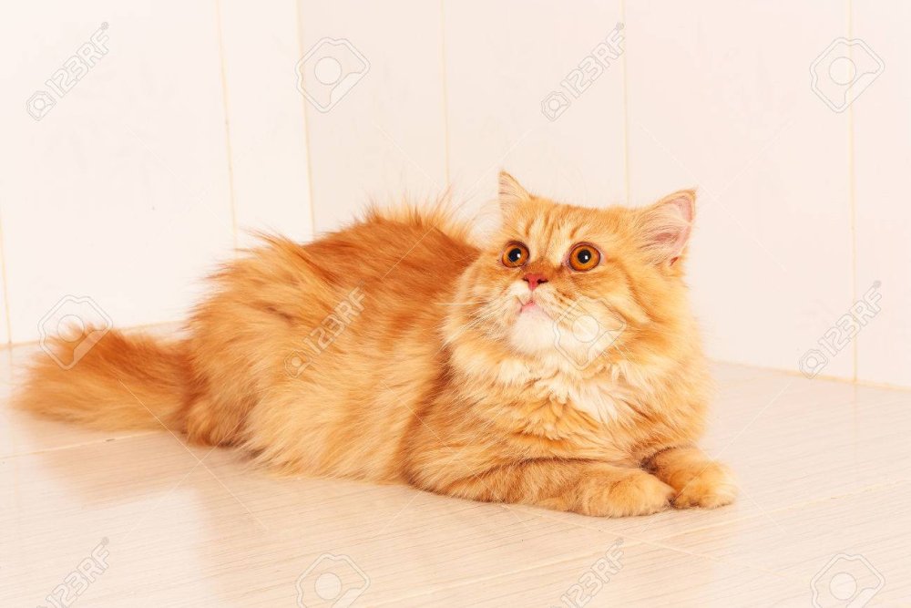 Полу персидский кот оранжево белый