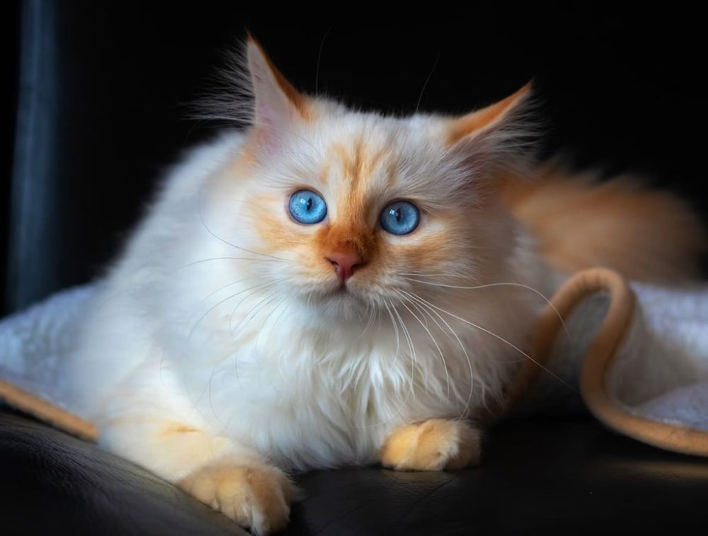 Кот рыжий голубоглазый породы пушистый
