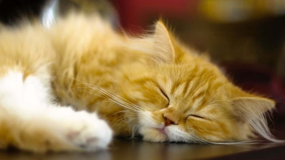 Маленький рыжий пушистый котенок