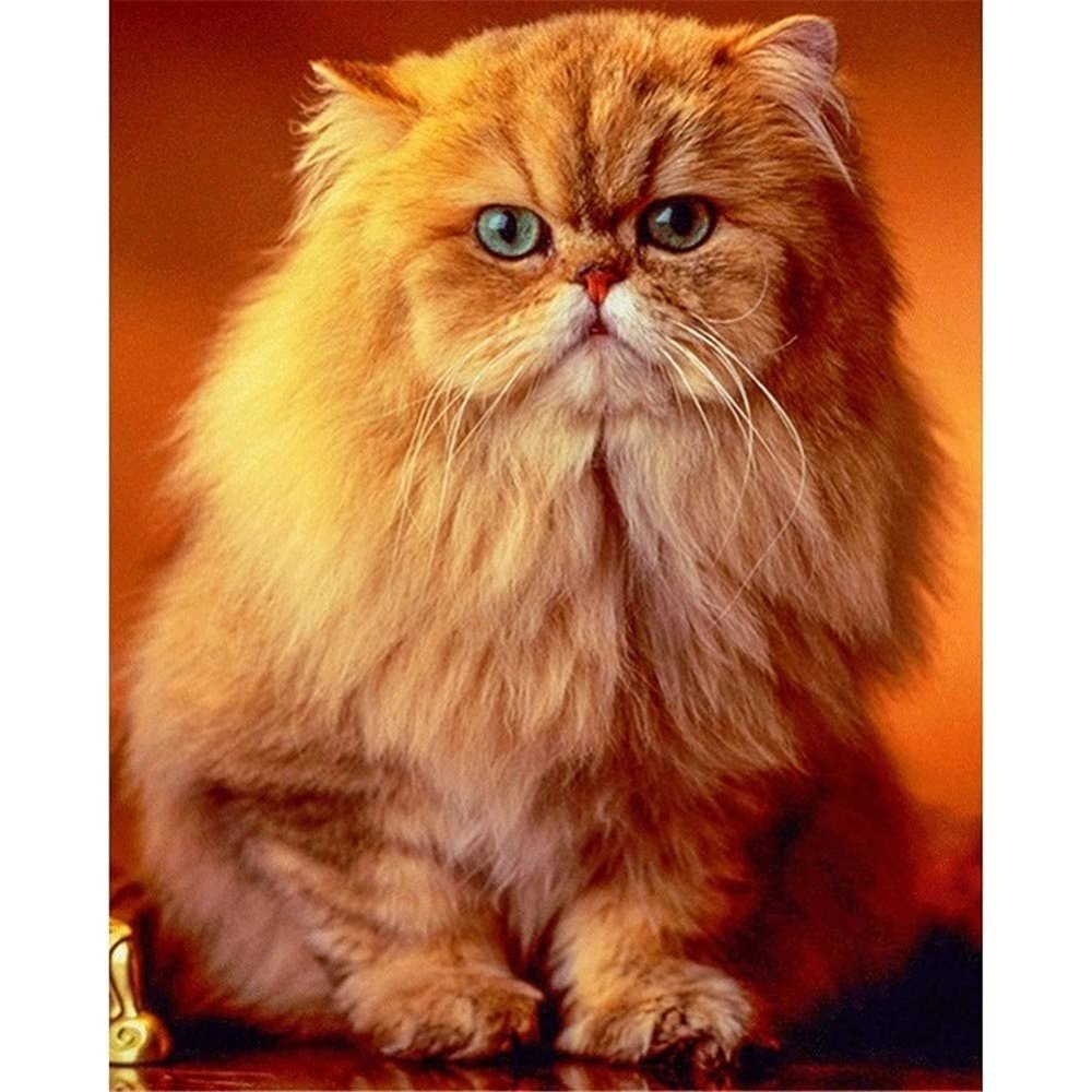 Персидский кот