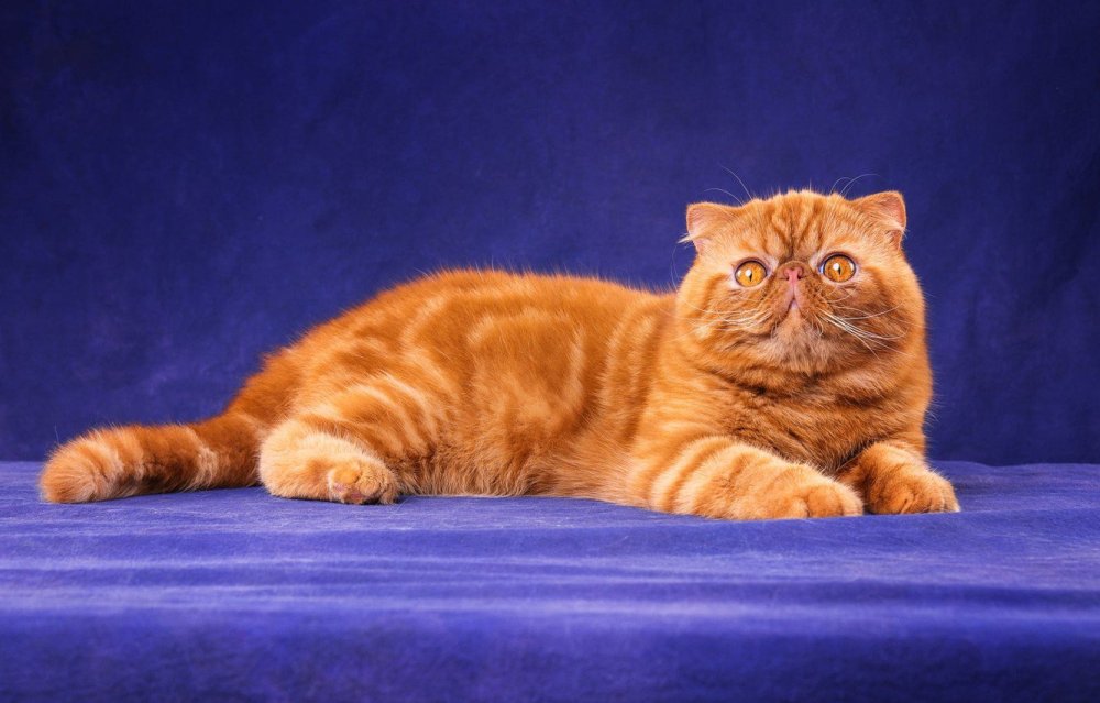 Персидская вислоухая кошка рыжая