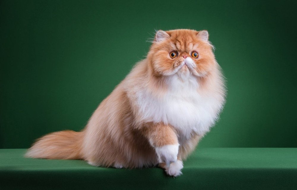 Персидская Сибирская длинношерстная