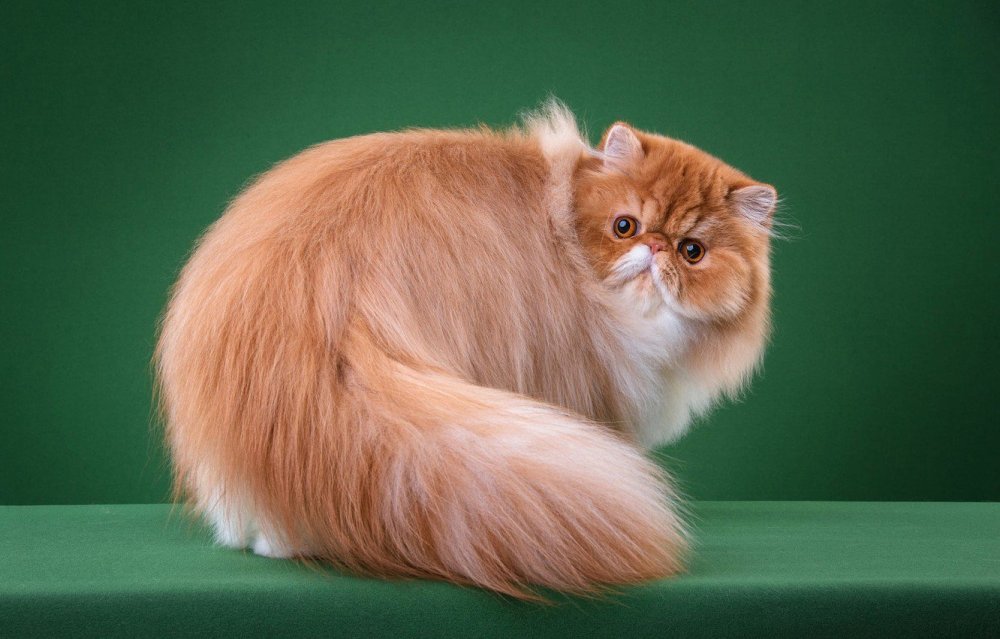 Экзот длинношерстный