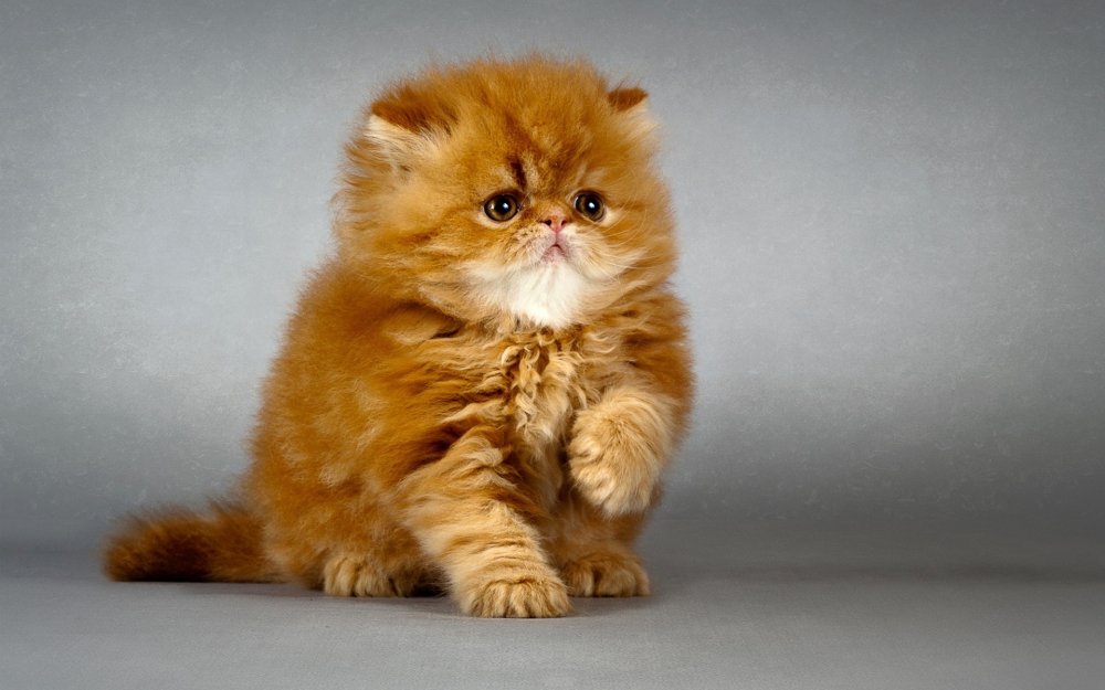 Гарфилд порода кота