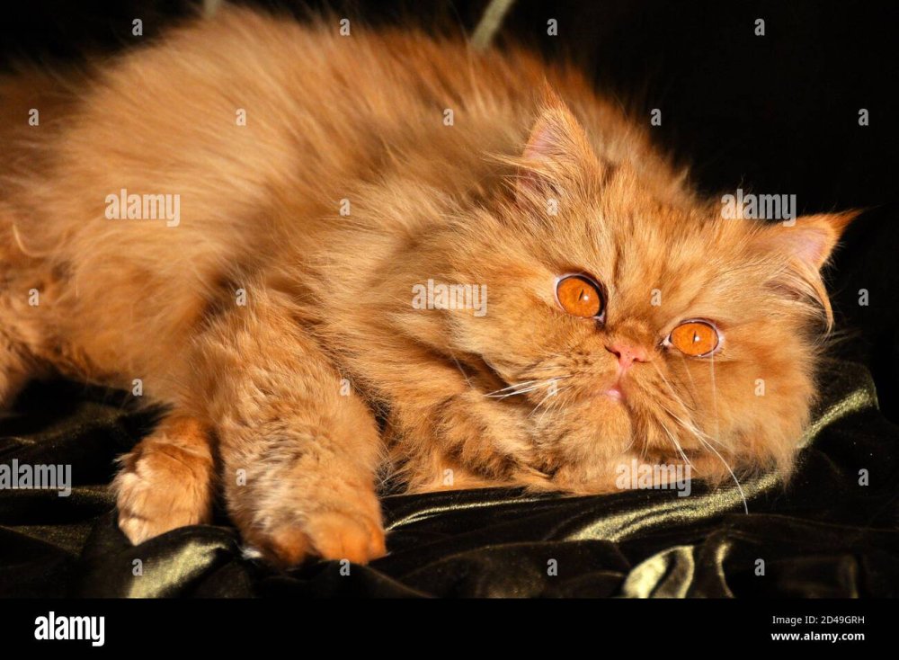 Персидский котенок спит