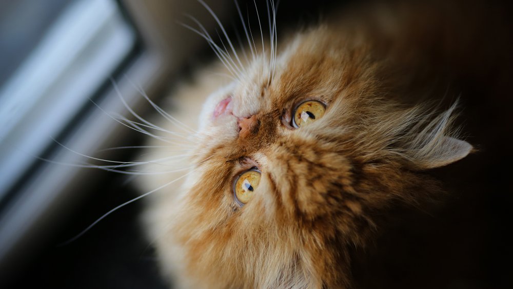 Рыжая пушистая кошка