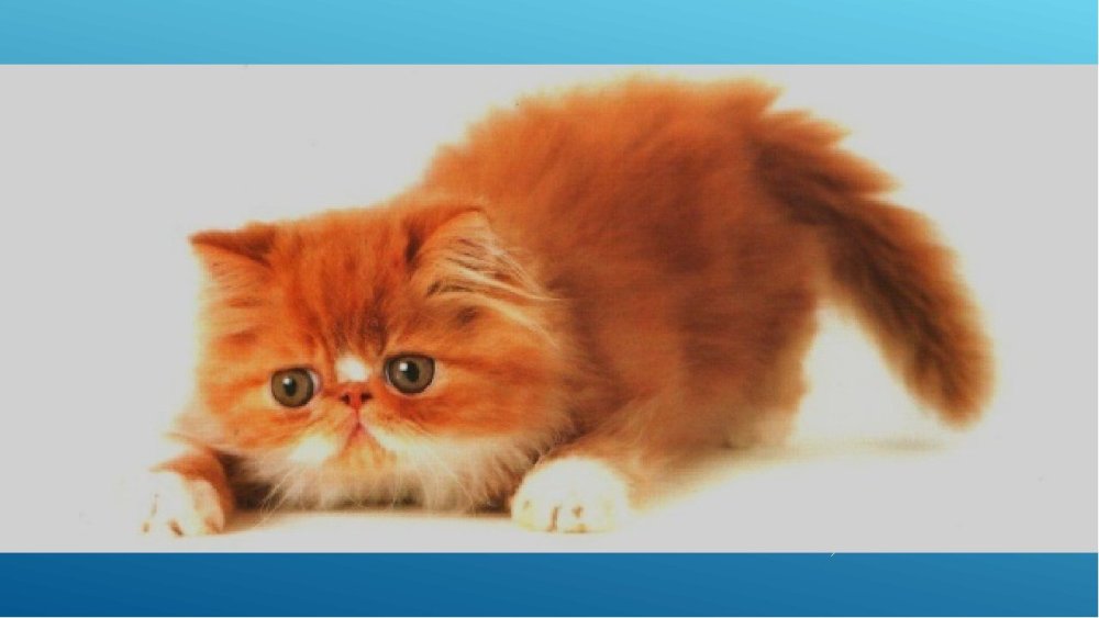 Кот пушистый рыжий