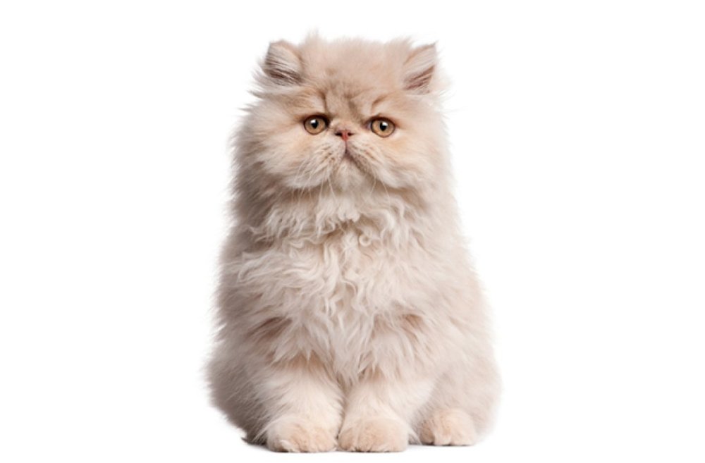 Белый персидский кот