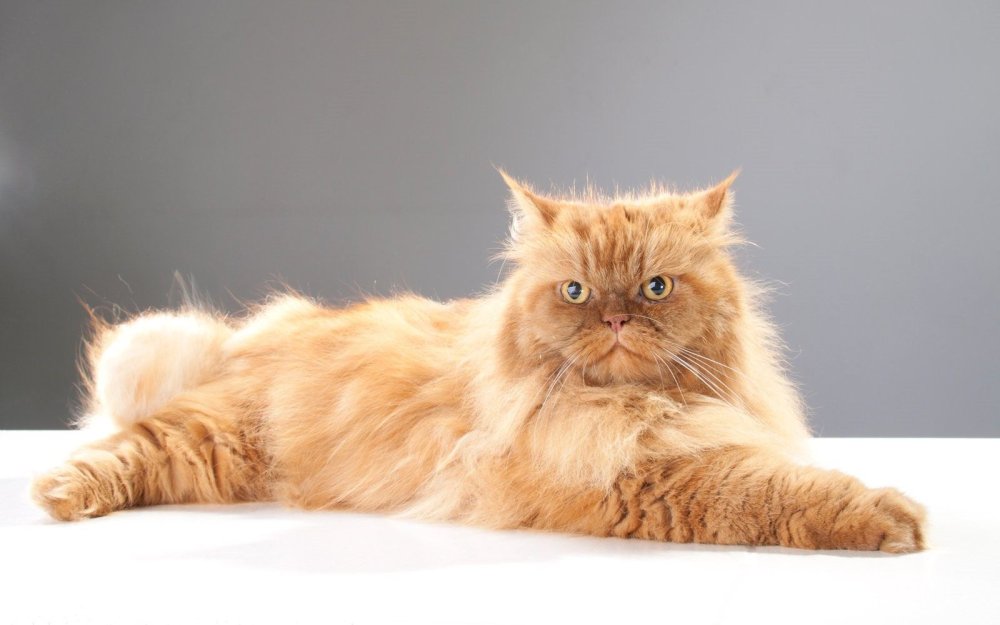 Красный персидский кот
