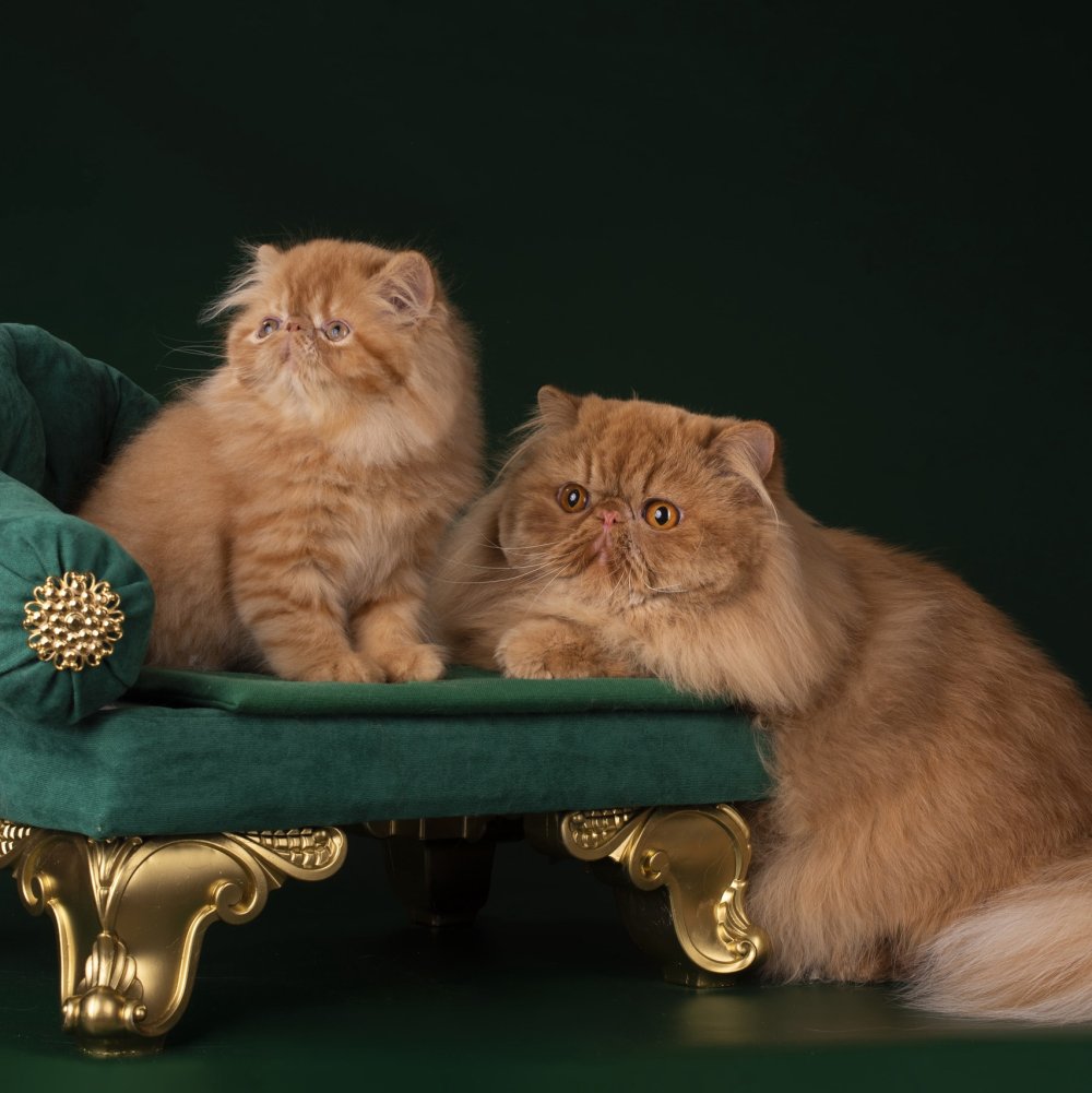 Европейская длинношерстная кошка рыжая