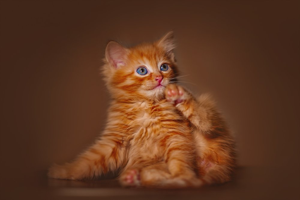 Котëнок комочком обои