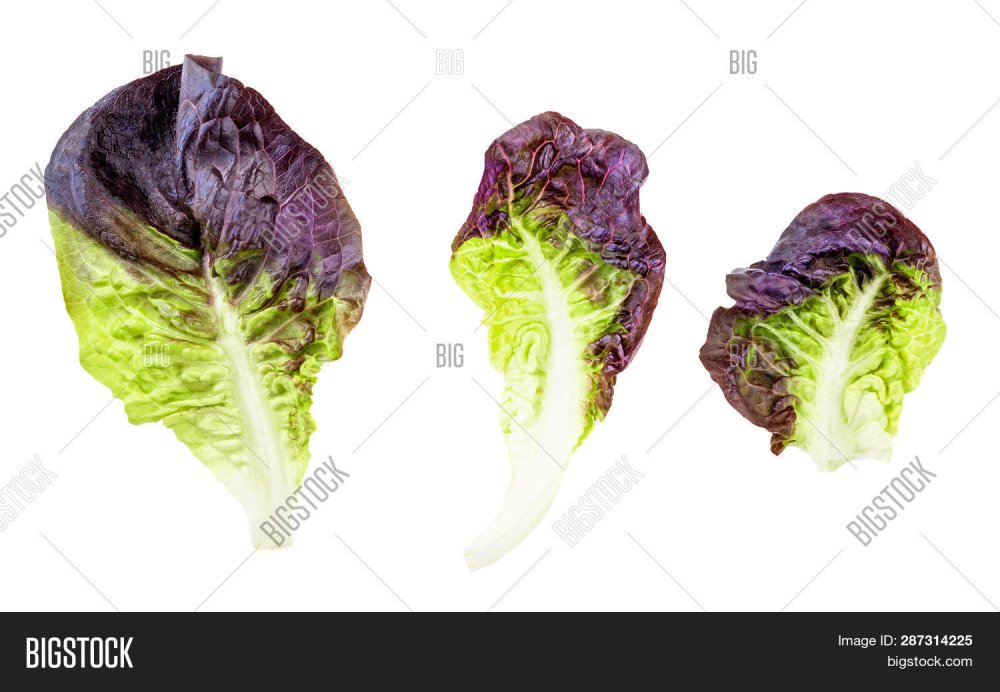 Салат фиолетовый листок