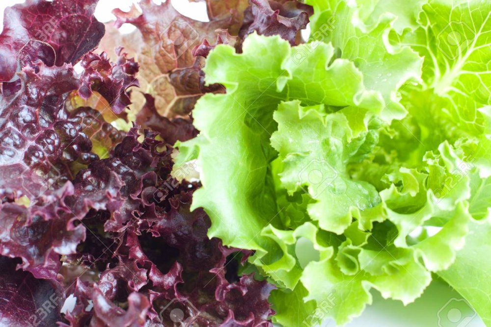 Салат листовой красного цвета