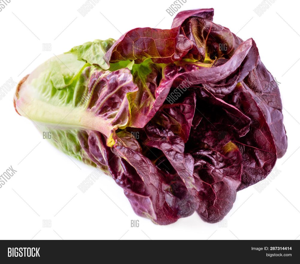 Салат латук фиолетовый