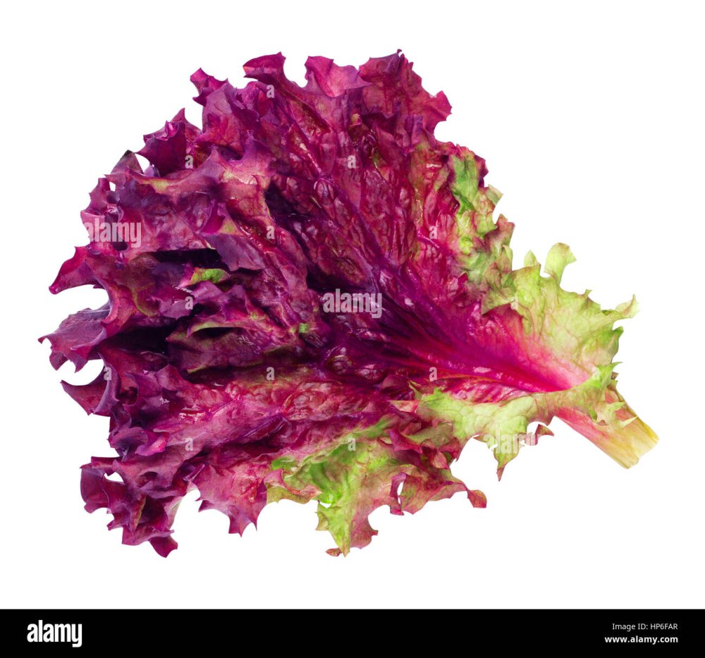 Лолло Россо на белом фоне