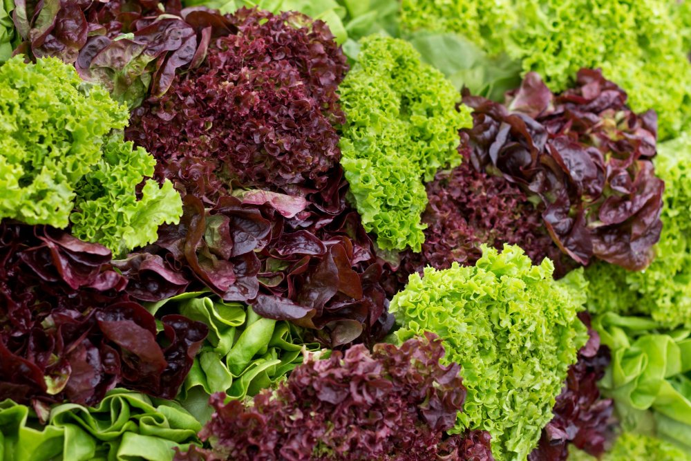 Салат разноцветный