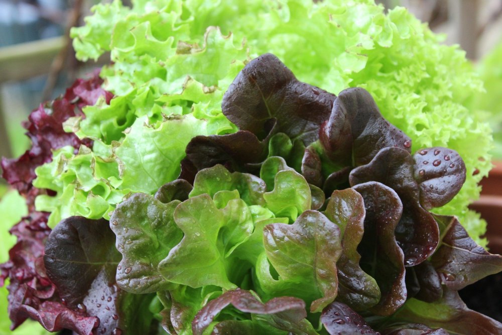 Салат латук блюз