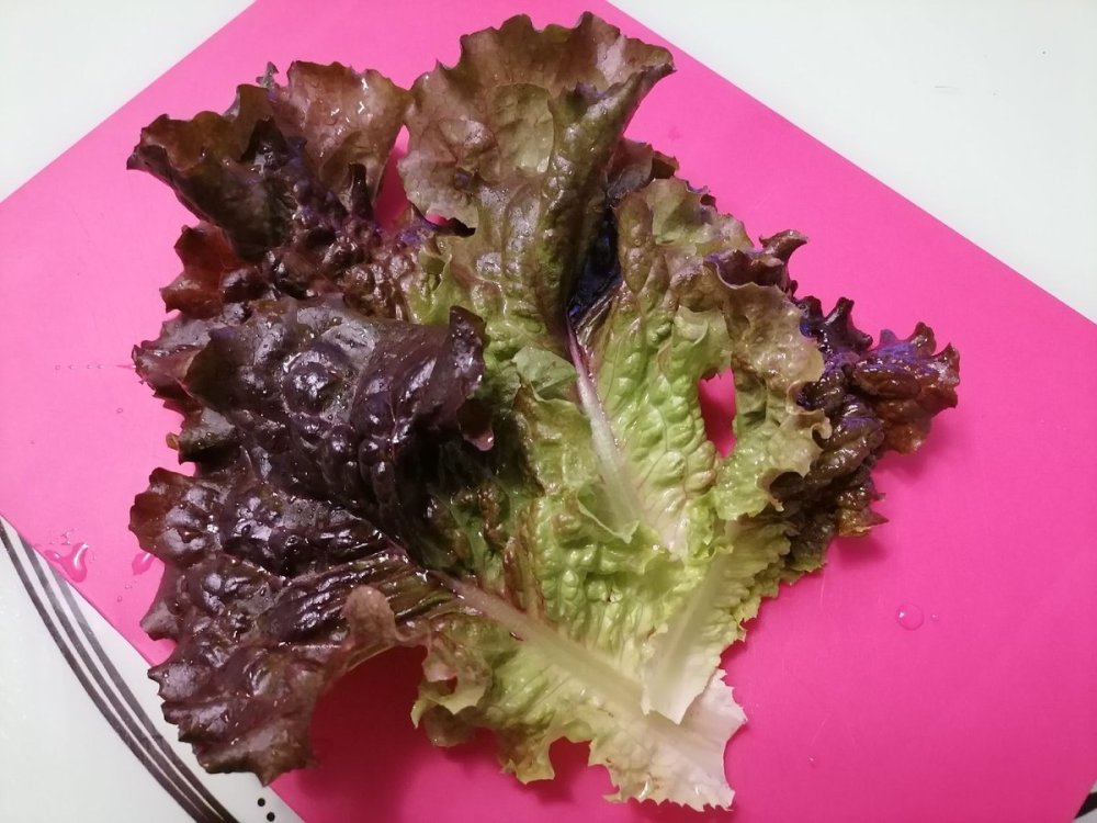 Салат сорта Лолло Росса