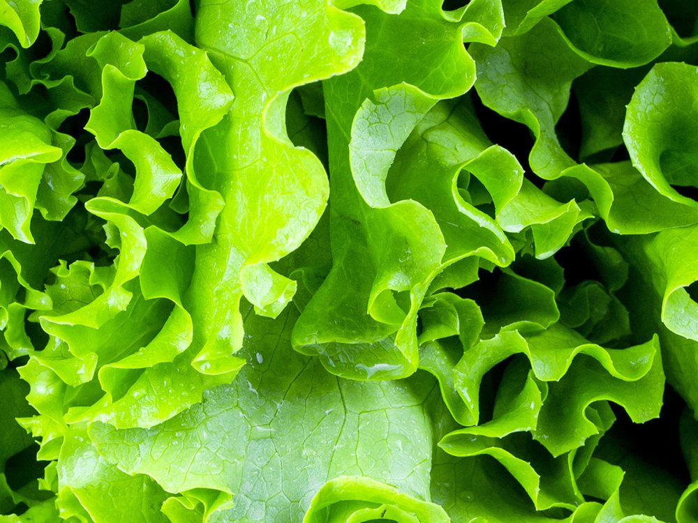 Салат восхитительный листовой