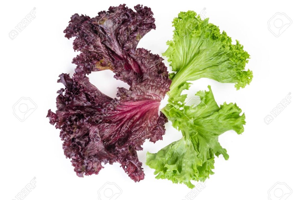 Салат Лолло Бионда в еде с мясом кулинария шашлык