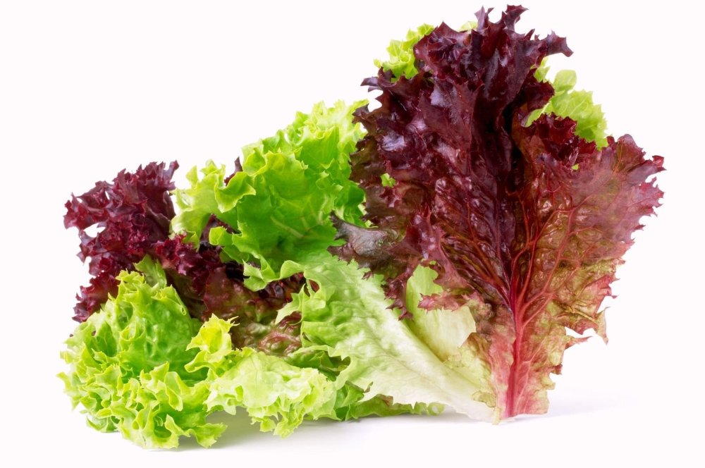 Салат Лолло Россо на белом фоне