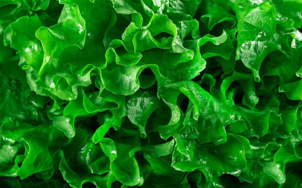 Салат листовой Дольче Вита