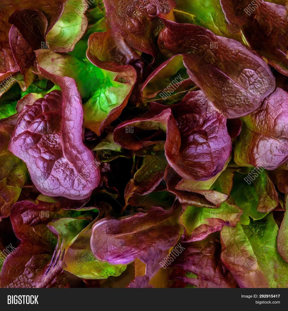 Салатные листья фиолетового цвета