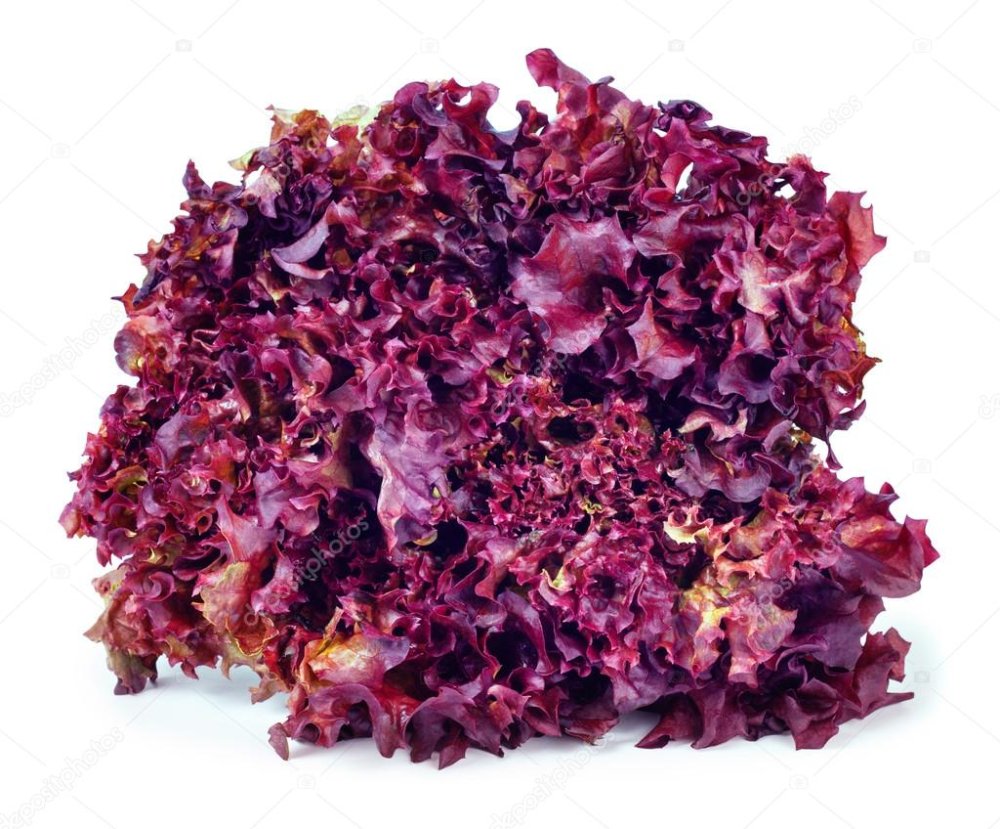 Салат с фиолетовыми листьями