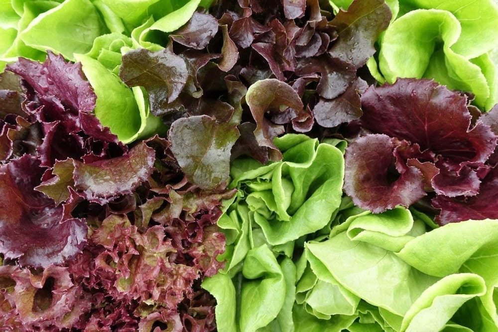 Руккола фиолетовая