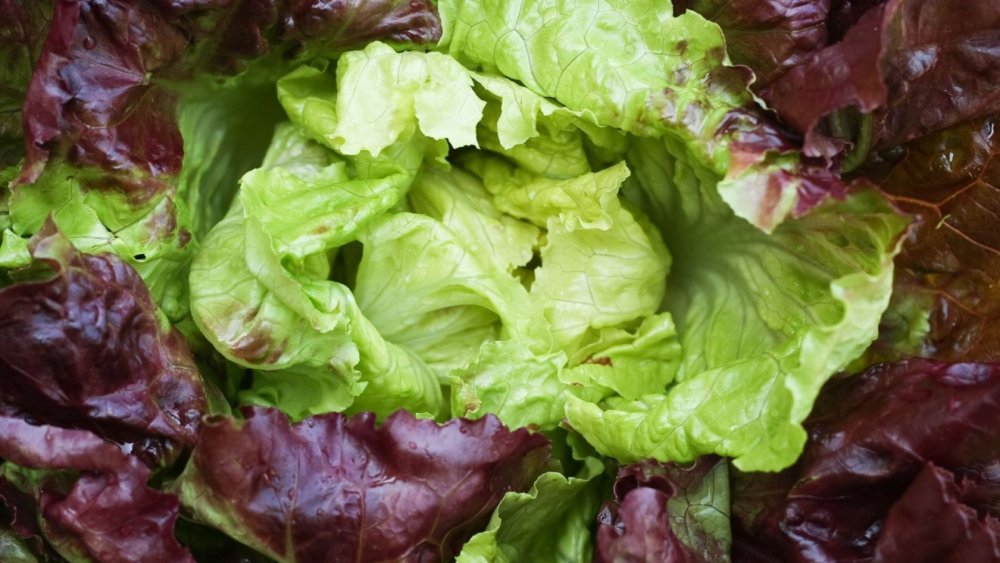 Салат латук красный