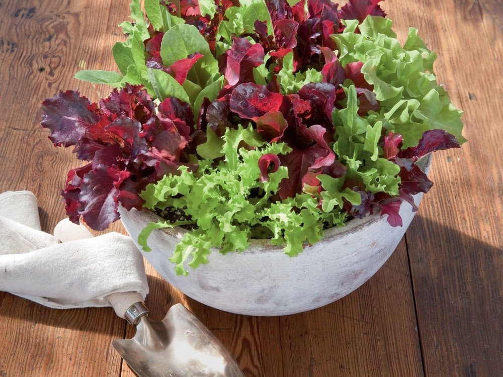 Салат на грядке